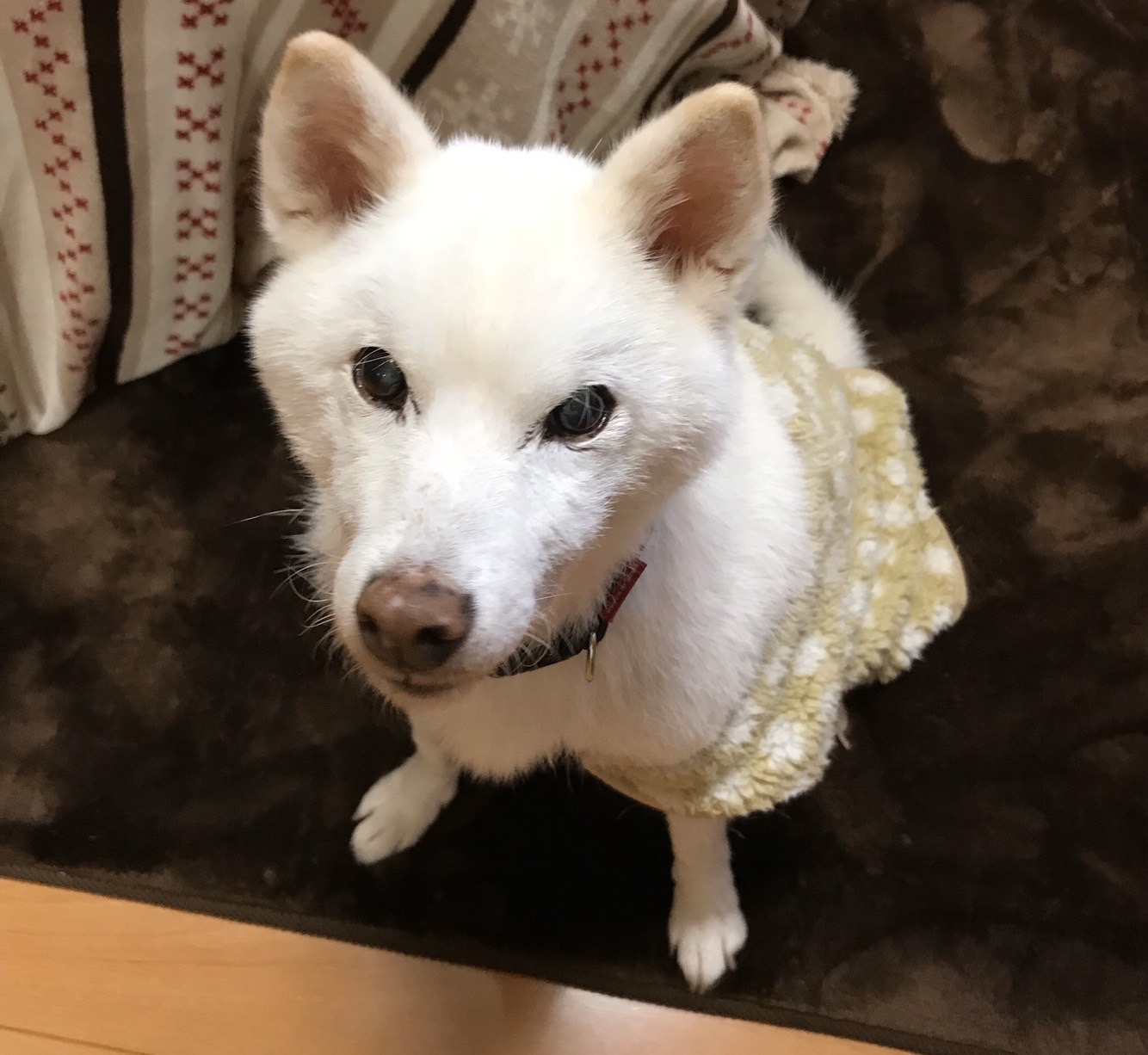 ペットロス体験談…悲しみを乗り越えた理由、新しい家族を迎えたきっかけは？愛犬・愛猫との別れを経験して