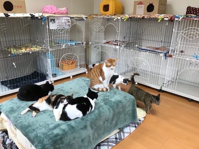 ペットロス体験談…悲しみを乗り越えた理由、新しい家族を迎えたきっかけは?愛犬・愛猫との別れを経験して