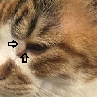 愛犬に「ものもらい」？他の症状の可能性は?  犬猫の目に「できもの」が出来た場合に考えられる症状