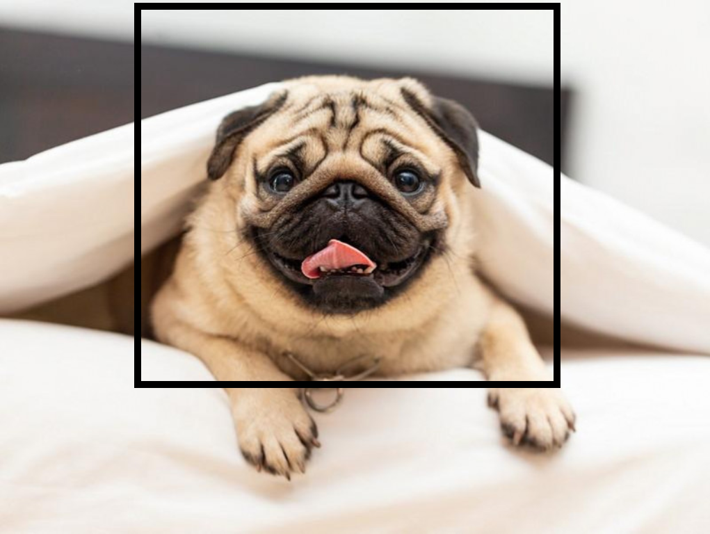 ペットが他の動物になったらどんな顔?最先端のコンピューター技術を用いたサービスを紹介~犬編~
