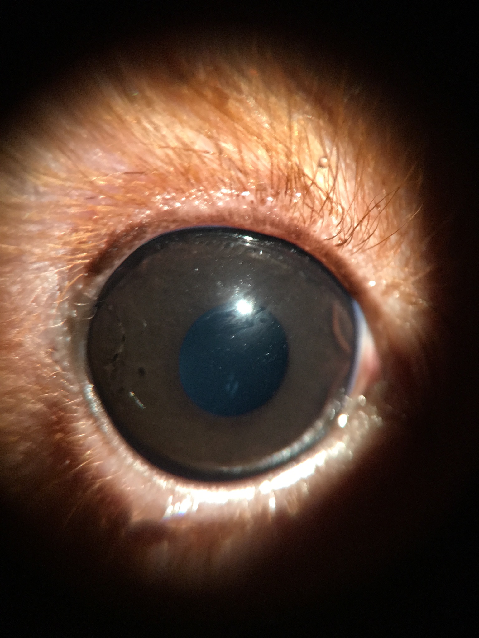 充血だけじゃない!愛犬の「目が赤い」ときに考えられる病気を症例写真と共に解説