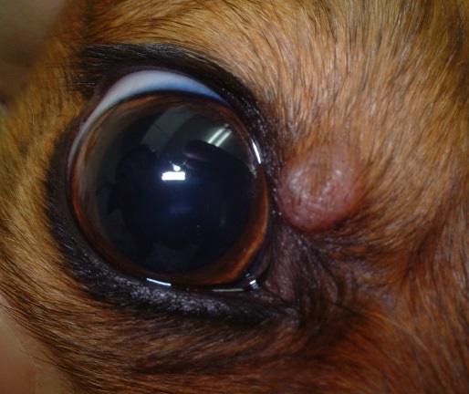 愛犬に「ものもらい」？他の症状の可能性は?  犬の目に「できもの」が出来た場合に考えられる症状