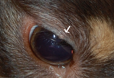 愛犬に「ものもらい」？他の症状の可能性は?  犬の目に「できもの」が出来た場合に考えられる症状