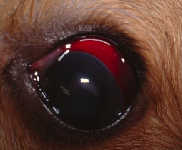 充血だけじゃない！愛犬の「目が赤い」ときに考えられる病気を症例写真と共に解説