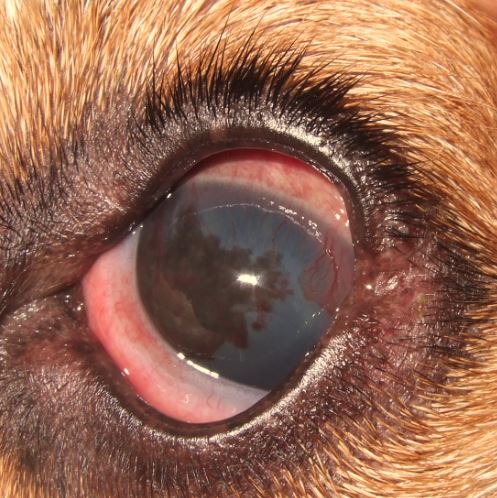 充血だけじゃない！愛犬の「目が赤い」ときに考えられる病気を症例写真と共に解説
