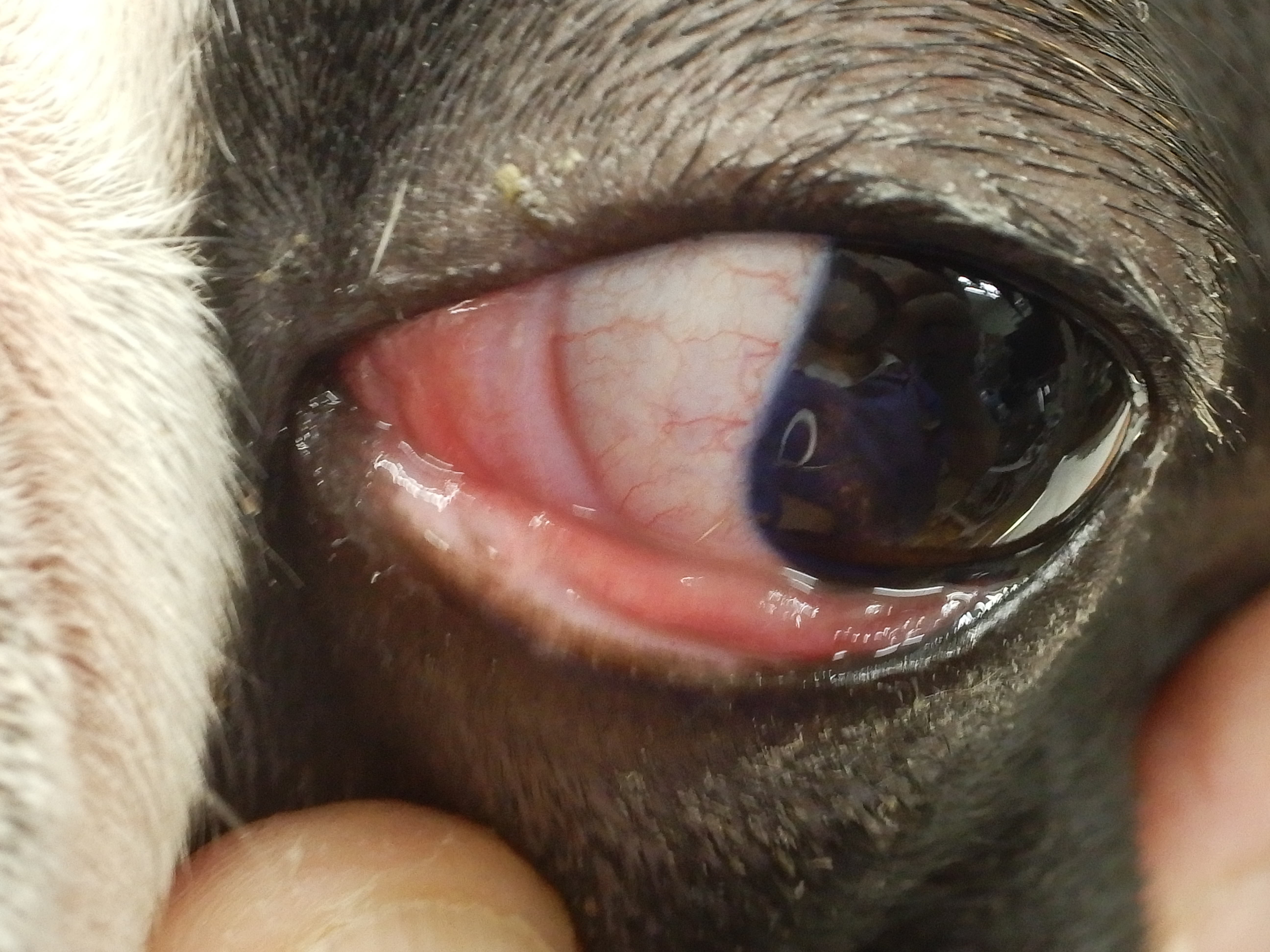 充血だけじゃない！愛犬の「目が赤い」ときに考えられる病気を症例写真と共に解説