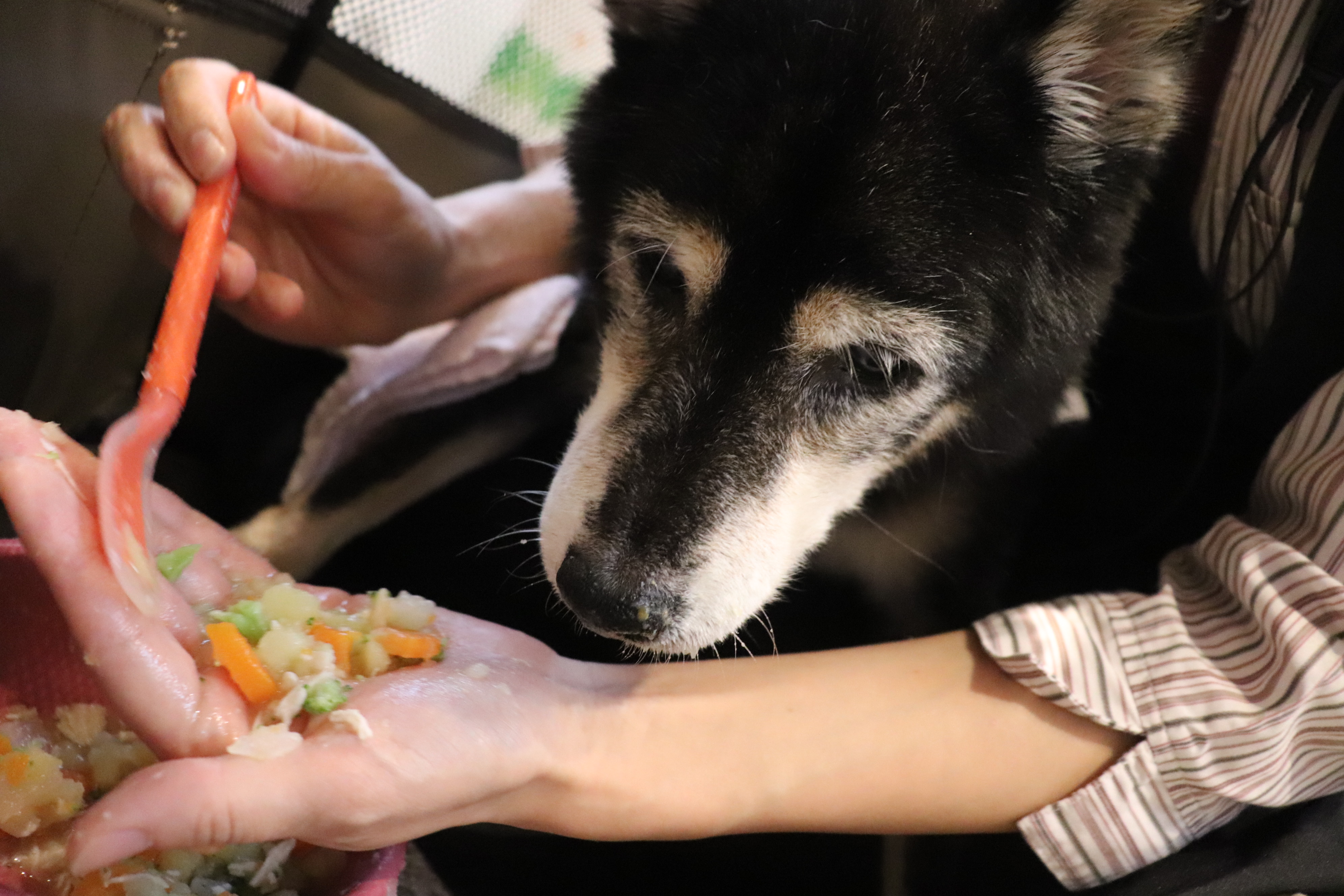 「老犬ホーム」ってどんな施設？シニア犬のこれからと、老犬ホームが果たす意味を考える
