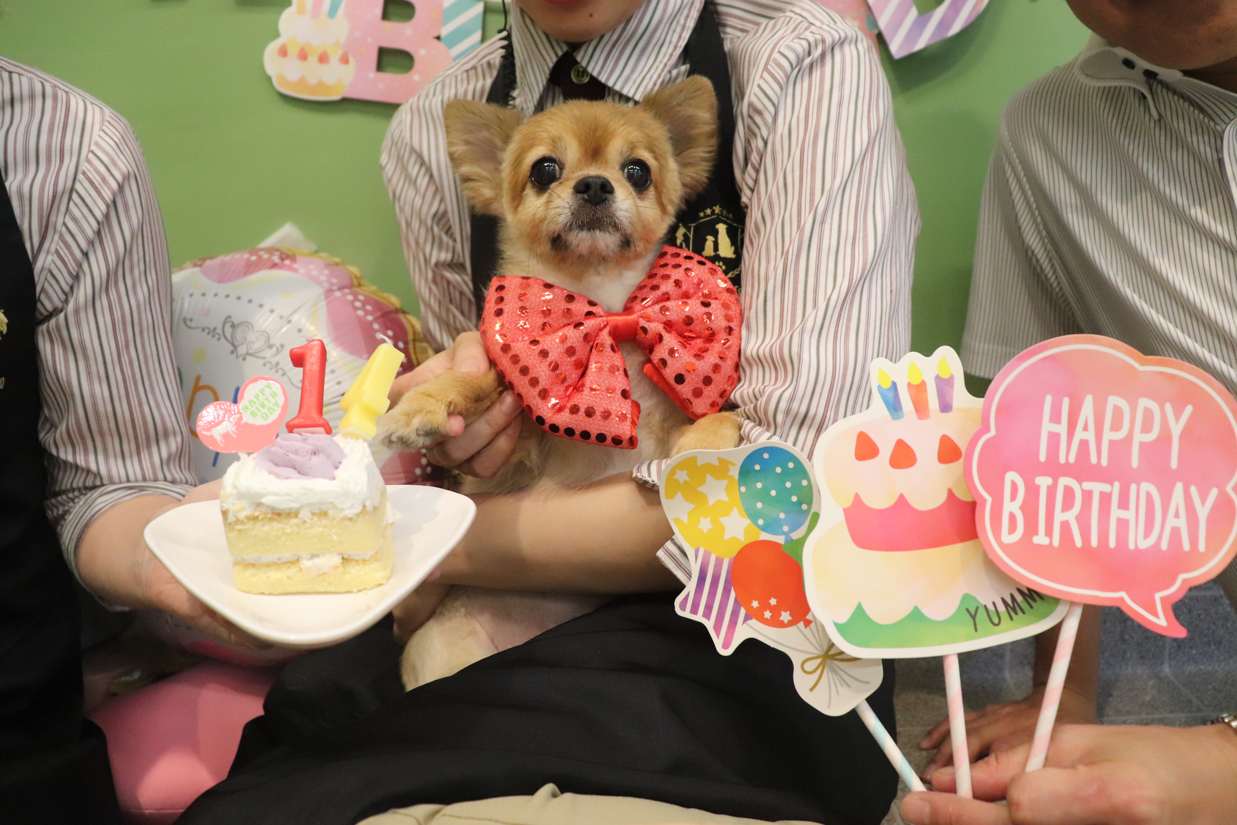 「老犬ホーム」ってどんな施設？シニア犬のこれからと、老犬ホームが果たす意味を考える