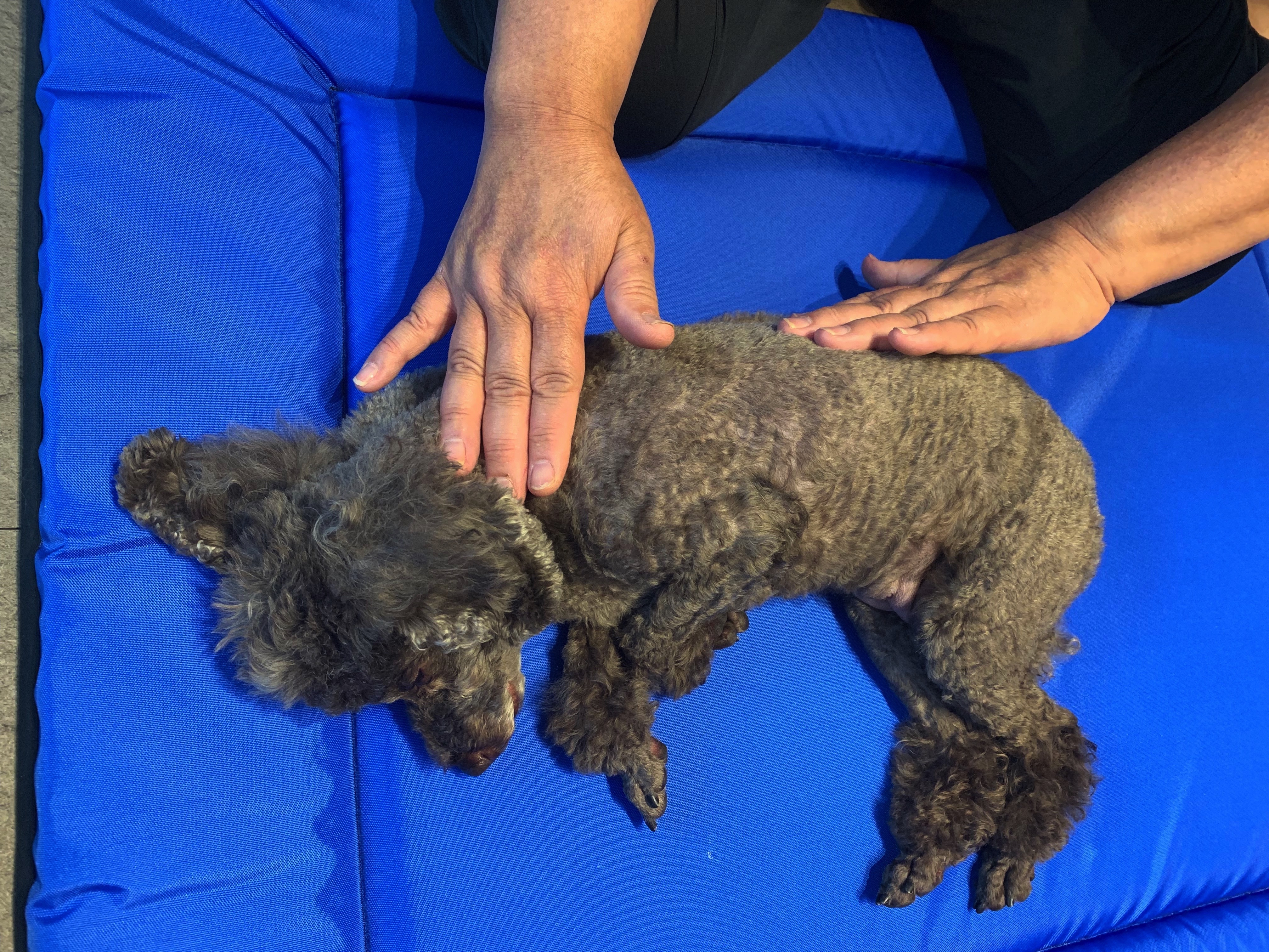 プロに学ぶ！スウェーデン式「ドッグマッサージ」で愛犬の体を整えよう