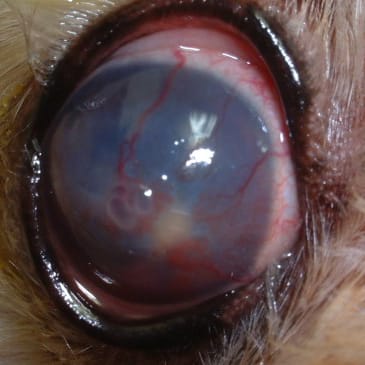 犬にも老眼はあるの?加齢が眼に与える影響を獣医師が解説!