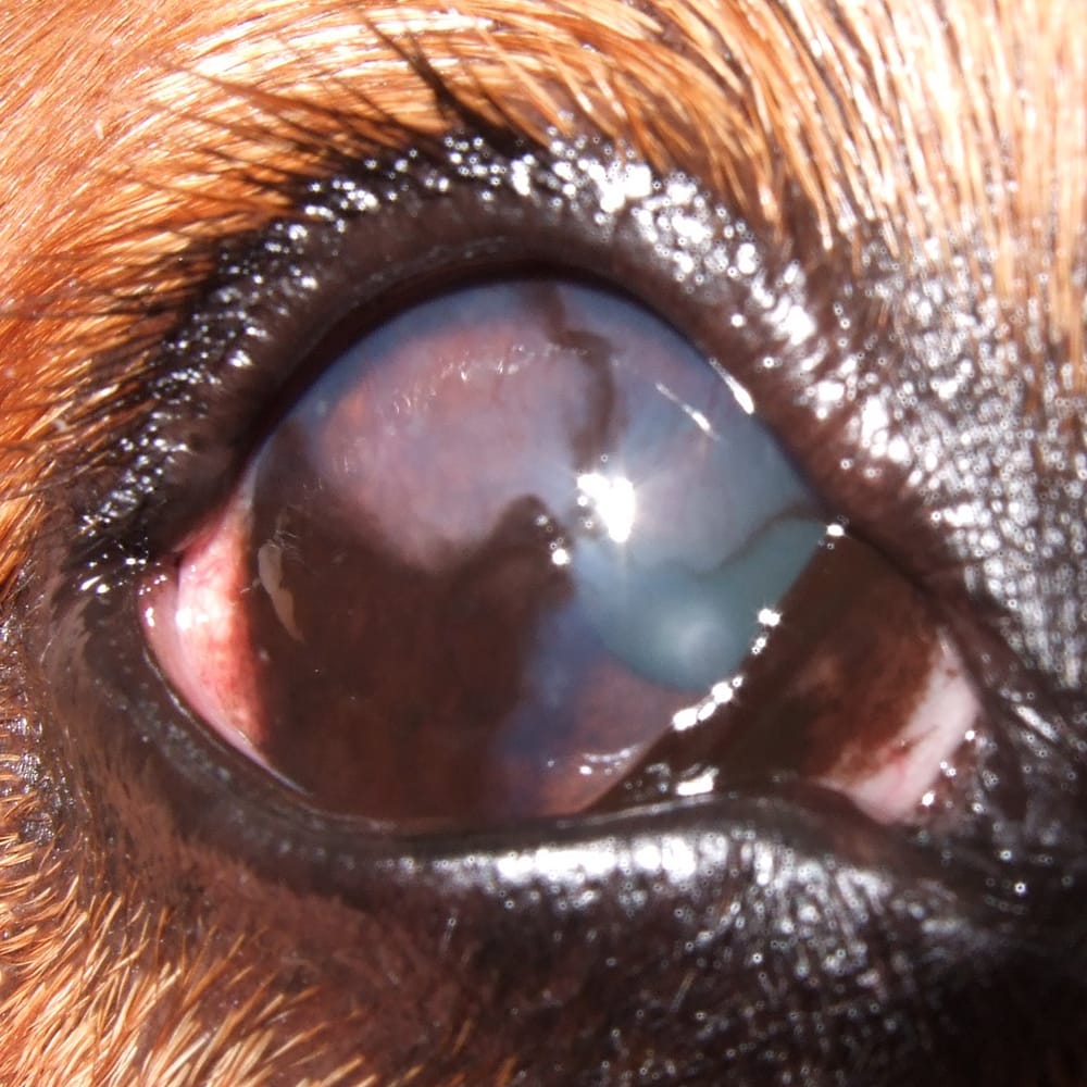 犬にも老眼はあるの?加齢が眼に与える影響を獣医師が解説!