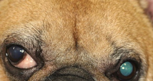 後天性の場合はただちに病院へ!犬の「斜視」ってどんなもの?