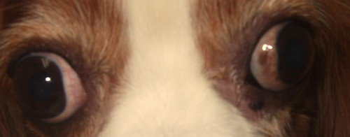 後天性の場合はただちに病院へ!犬の「斜視」ってどんなもの?