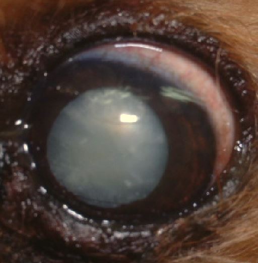 犬にも老眼はあるの？加齢が眼に与える影響を獣医師が解説！