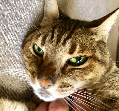なんでそんなに夢中なの?猫が「魚」を好きな理由を獣医師が解説