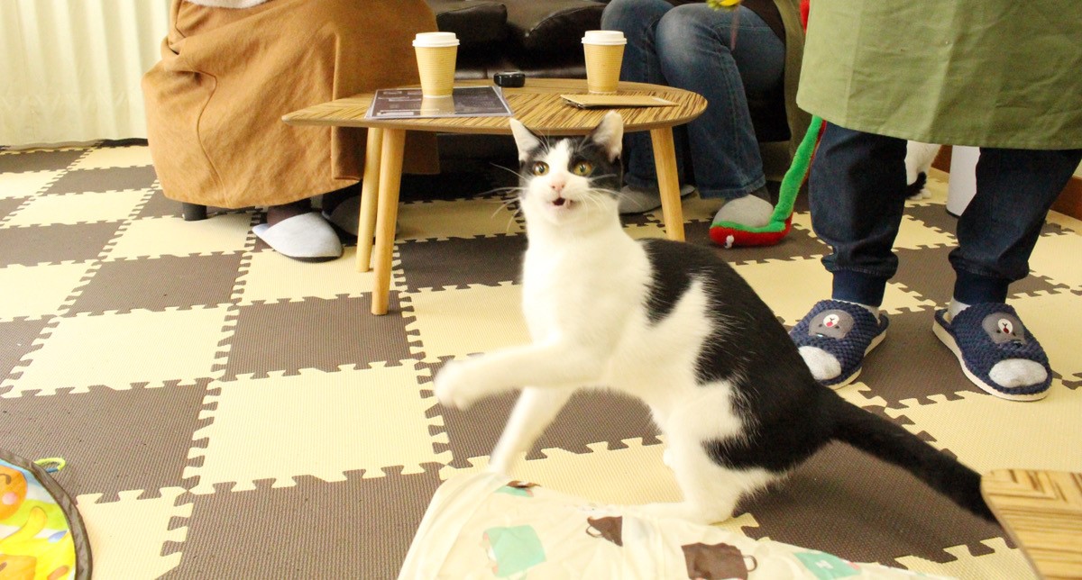大学生のオーナーが経営！愛知県豊田市に誕生した「保護猫カフェtormenta」