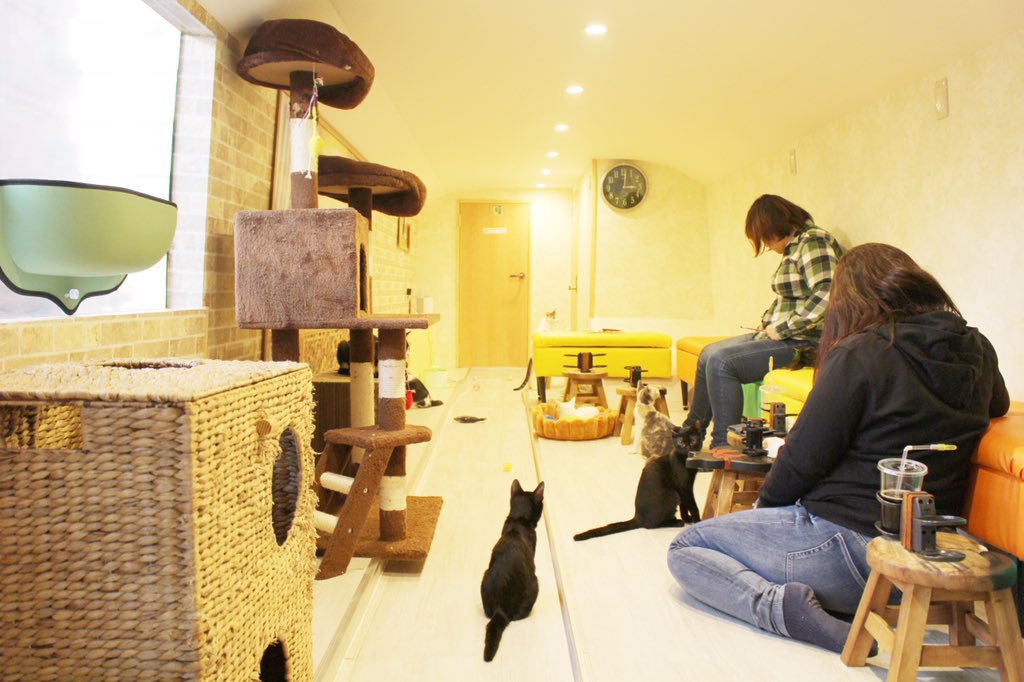 まるで猫の幼稚園!2階建てバスを改装した保護猫カフェ『ひだまり号』の取り組み