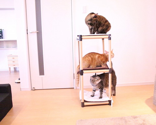 多頭飼いさんにもおすすめ!セリアで手軽に「キャットタワー」をDIY