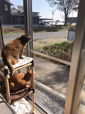 多頭飼いさんにもおすすめ セリアで手軽に キャットタワー をdiy 記事 わんにゃ365 今日も明日もワンダフル 多頭飼いさんにもおすすめ セリアで手軽に キャットタワー をdiy 記事 わんにゃ365 今日も明日もワンダフル