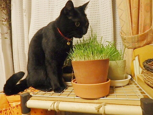 多頭飼いさんにもおすすめ!セリアで手軽に「キャットタワー」をDIY