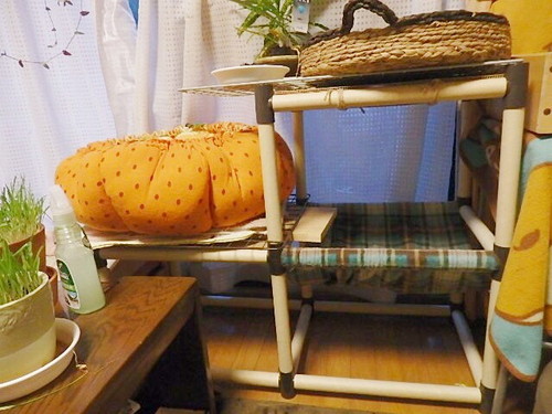 多頭飼いさんにもおすすめ セリアで手軽に キャットタワー をdiy 記事 わんにゃ365 今日も明日もワンダフル 多頭飼いさんにもおすすめ セリアで手軽に キャットタワー をdiy 記事 わんにゃ365 今日も明日もワンダフル