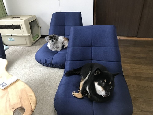 愛犬のおかげで前向きに!一緒に通えるグループホーム&デイサービス『わおん』