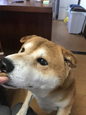 愛犬のおかげで前向きに!一緒に通えるグループホーム&デイサービス『わおん』