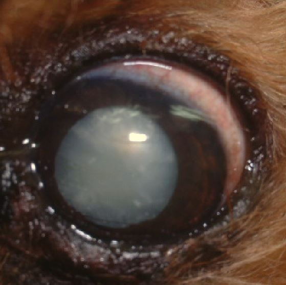 気付かないと失明する恐れも…!?犬猫が「目が白い」ときに考えられる原因