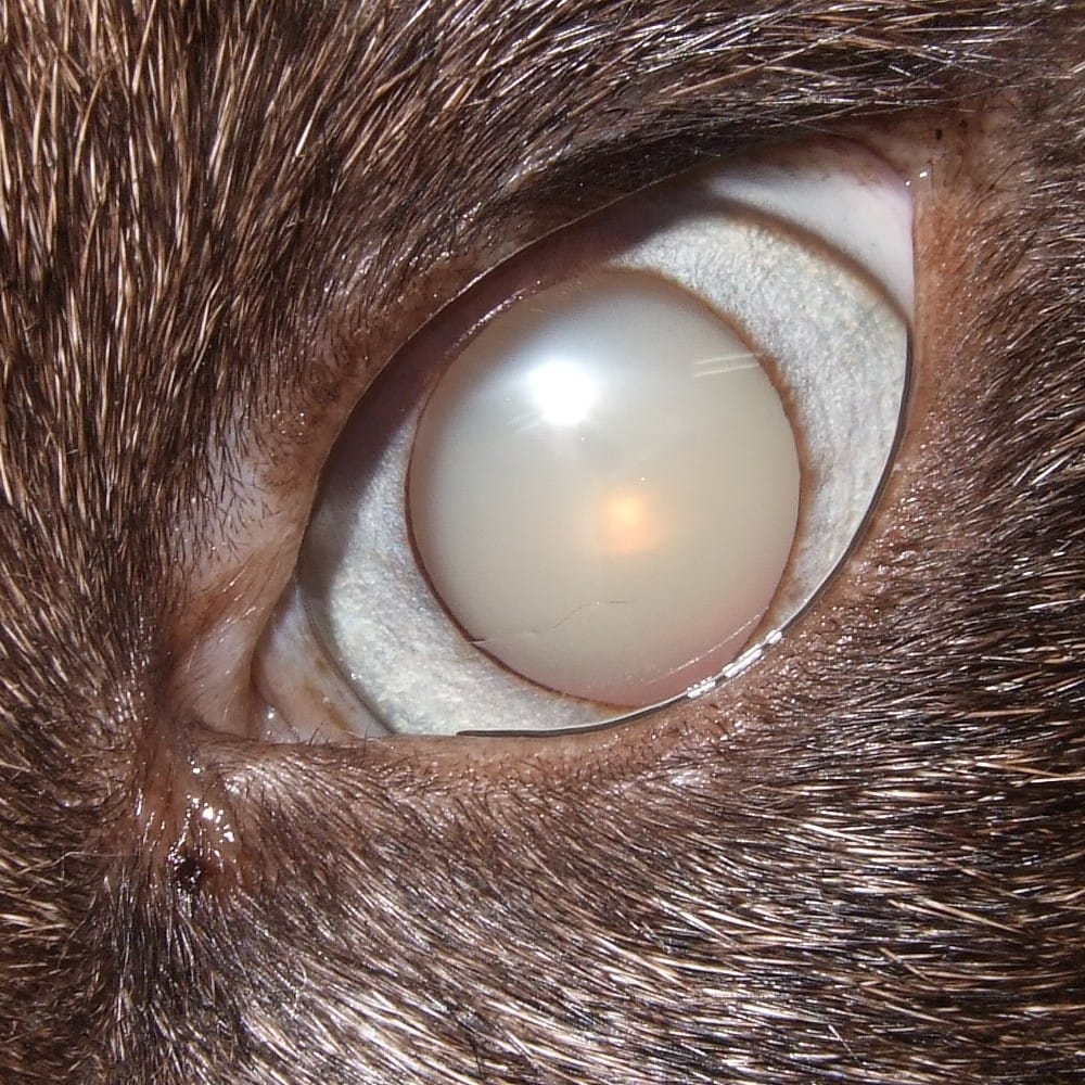気付かないと失明する恐れも…!?犬猫が「目が白い」ときに考えられる原因
