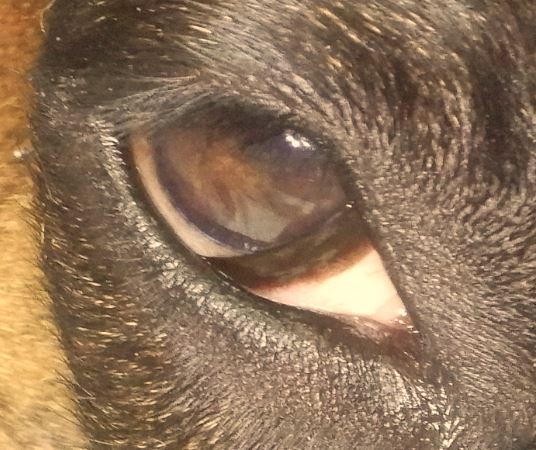 気付かないと失明する恐れも…!?犬猫が「目が白い」ときに考えられる原因