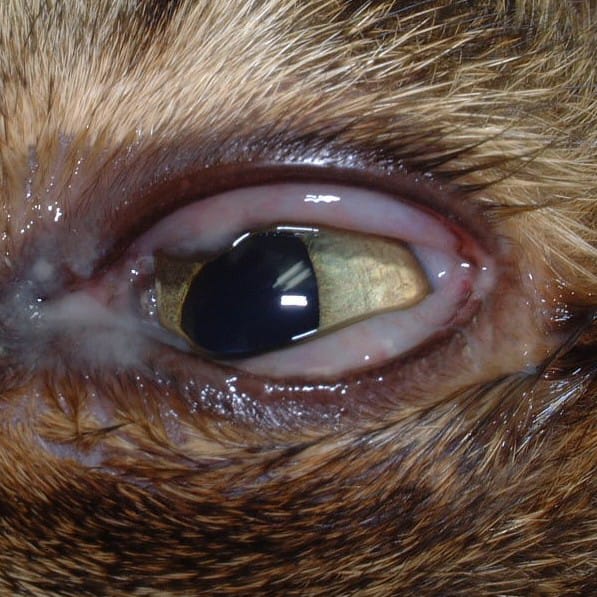 気付かないと失明する恐れも…!?犬猫が「目が白い」ときに考えられる原因