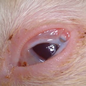 気付かないと失明する恐れも…!?犬猫が「目が白い」ときに考えられる原因