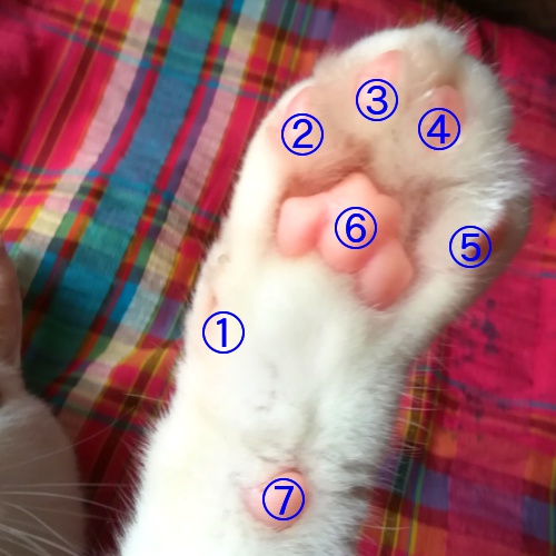 猫の爪はどこまで切ってOK?再確認したい猫の爪・肉球の正しいお手入れ方法