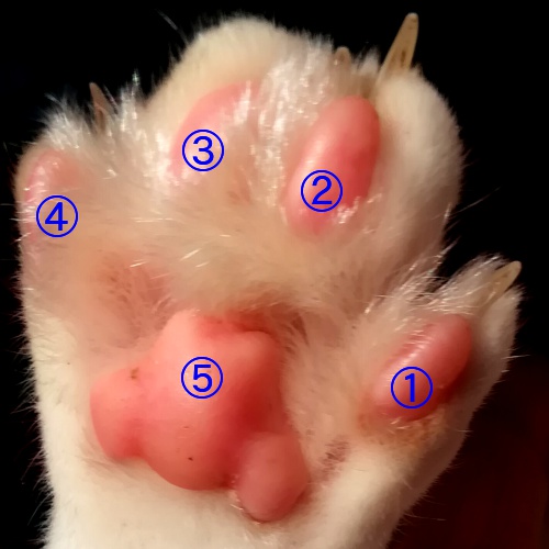 猫の爪はどこまで切ってOK?再確認したい猫の爪・肉球の正しいお手入れ方法