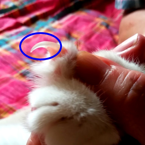 猫の爪はどこまで切ってOK?再確認したい猫の爪・肉球の正しいお手入れ方法