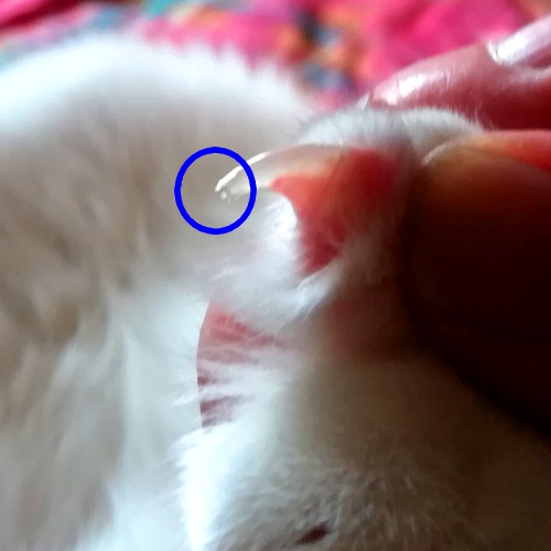 猫の爪はどこまで切ってOK?再確認したい猫の爪・肉球の正しいお手入れ方法