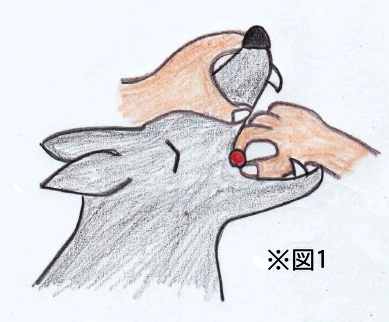 なんで飲んでくれないの?犬への「投薬」が上手くいかない理由と対策