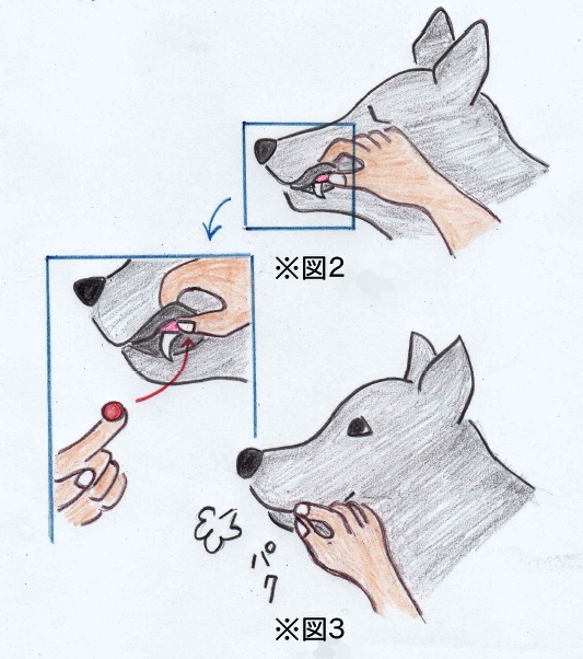 なんで飲んでくれないの?犬への「投薬」が上手くいかない理由と対策