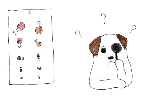 犬の「視力」はどうやって調べるの?視力低下のサインと家庭で試したいセルフチェック