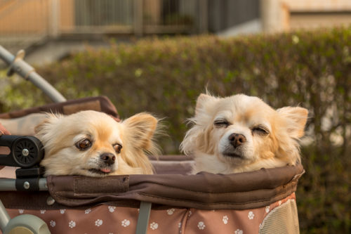 犬の男の子と女の子はどう違う?性格やかかりやすい病気を獣医師が解説