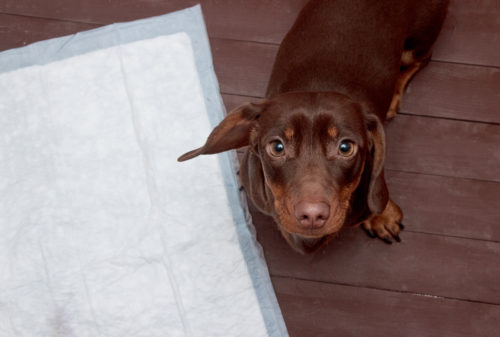 硬さ・におい・色・回数…「犬のうんちで見る」簡単健康チェック法