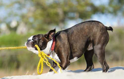 その遊び方間違ってない?しつけにも役立つ「子犬との正しい遊び方」
