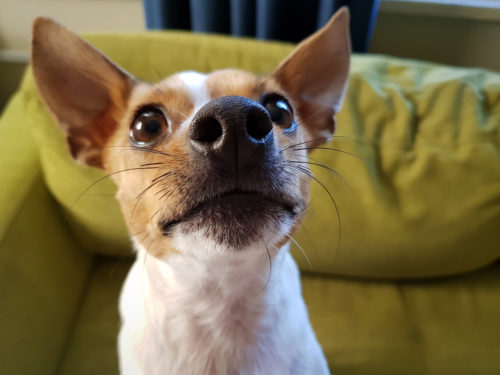 鼻がカサカサ…そのままで大丈夫?「犬の鼻が乾燥する原因」を解説