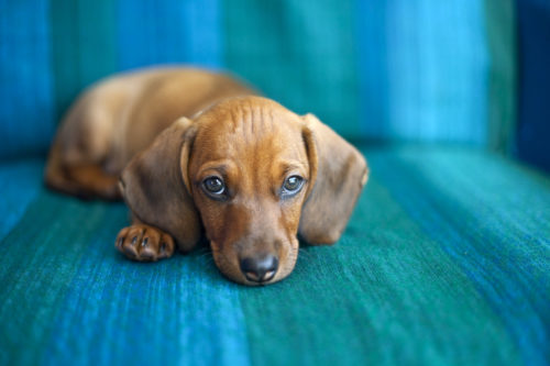 「愛犬が吐いちゃった…」原因と病気を理解して元気に過ごそう!