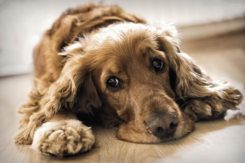 なぜ犬はうんちを食べるの!? 「食糞と飲尿」の原因と正しくやめさせる方法