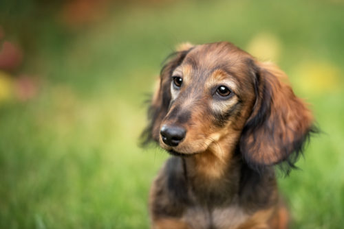 硬さ・におい・色・回数…「犬のうんちで見る」簡単健康チェック法