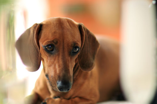 鼻がカサカサ…そのままで大丈夫?「犬の鼻が乾燥する原因」を解説