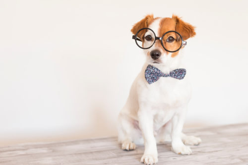 「愛犬が吐いちゃった…」原因と病気を理解して元気に過ごそう!