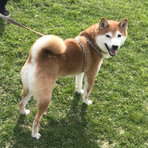 実は攻撃的な犬種!? 柴犬の飼い主さんなら知っておきたい性質としつけ方