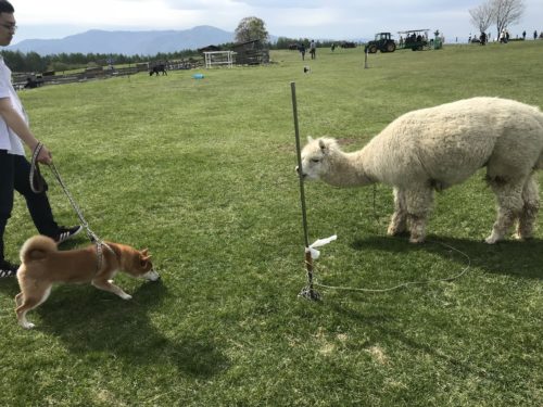 実は攻撃的な犬種!? 柴犬の飼い主さんなら知っておきたい性質としつけ方